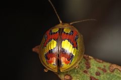 Paropsisterna gloriosa