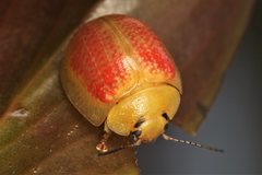 Paropsisterna fastidiosa