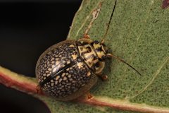 Paropsisterna decolorata