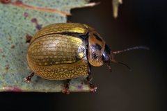 Paropsisterna agricola