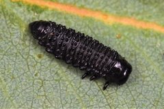Paropsisterna agricola