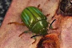 Calomela pallida