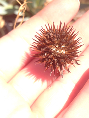 Echinacea angustifolia