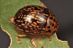 Paropsisterna fulvoguttata