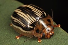 Paropsisterna insignita