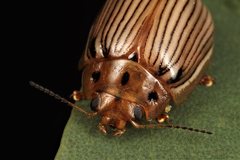 Paropsisterna insignita