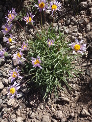 Erigeron barbellulatus