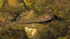 Mugilogobius chulae