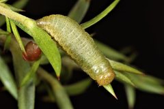 Paropsisterna obliterata