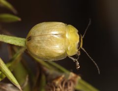 Paropsisterna obliterata