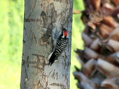 Dryobates nuttallii × scalaris