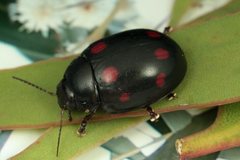 Paropsisterna octosignata