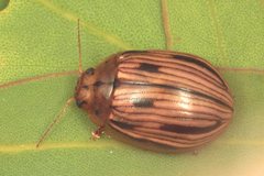 Paropsisterna interlita