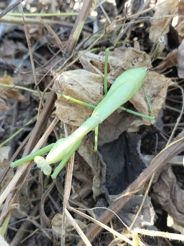 Stagmomantis colorata