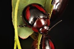 Paropsisterna erudita