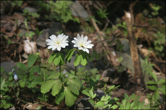 Anemonoides raddeana