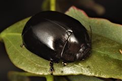 Paropsisterna angustipes