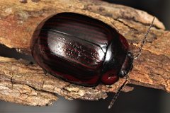 Paropsisterna morio