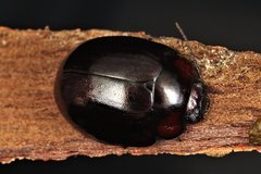 Paropsisterna morio