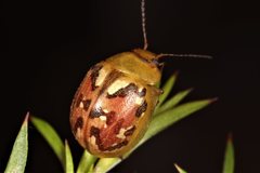 Paropsisterna obliterata