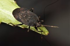 Neolethaeus