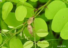 Homoeocerus dilatatus
