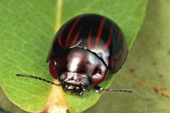 Paropsisterna semivittata