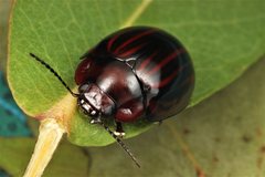 Paropsisterna semivittata