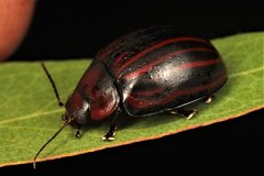 Paropsisterna semivittata