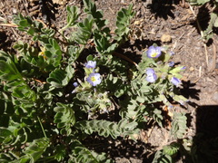 Polemonium californicum