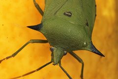Biprorulus bibax