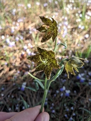 Fritillaria pinetorum
