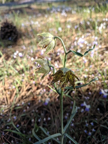 Image of Fritillaria pinetorum by no rights reserved
