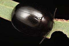 Paropsisterna delmastroi