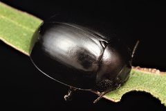 Paropsisterna delmastroi