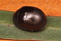 Paropsisterna rufipes