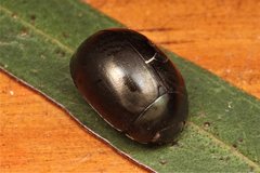 Paropsisterna rufipes