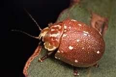 Paropsis marmorea