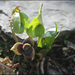 Asarum sieboldii - Photo (c) Lee, seong-won, some rights reserved (CC BY-NC), uploaded by Lee, seong-won