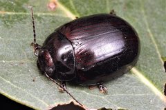 Paropsisterna morio
