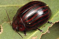 Paropsisterna octolineata