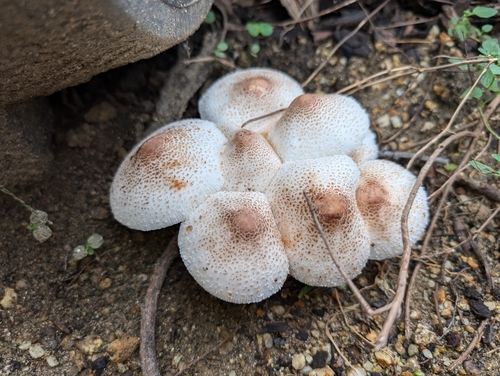Leucoagaricus americanus