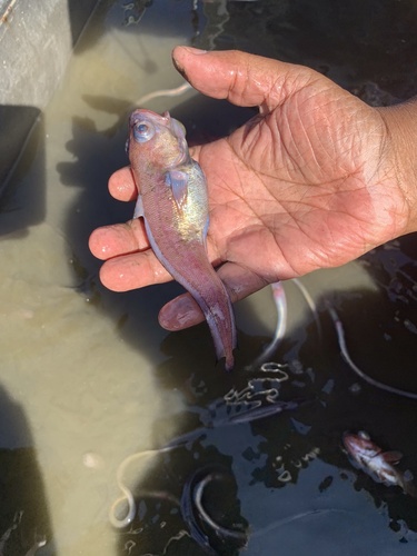 Hundredfathom codling (Physiculus rastrelliger) — Moridae — 2
