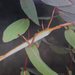 Podacanthus typhon - Photo (c) Martin Lagerwey, algunos derechos reservados (CC BY-NC-SA), subido por Martin Lagerwey