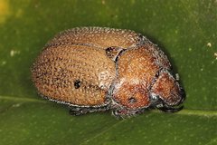 Anoplognathus velutinus