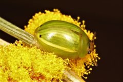 Peltoschema subapicale