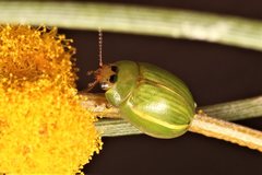 Peltoschema subapicale