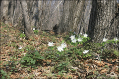 Anemonoides raddeana