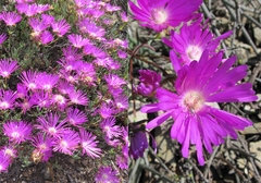 Lampranthus haworthii