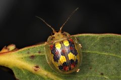 Paropsisterna gloriosa